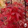 acer-palmatum-little-red-automne