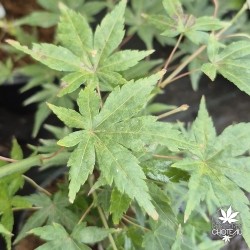 Acer-palmatum-looking-glass-fall-s-ete