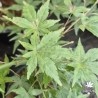 Acer-palmatum-looking-glass-fall-s-ete