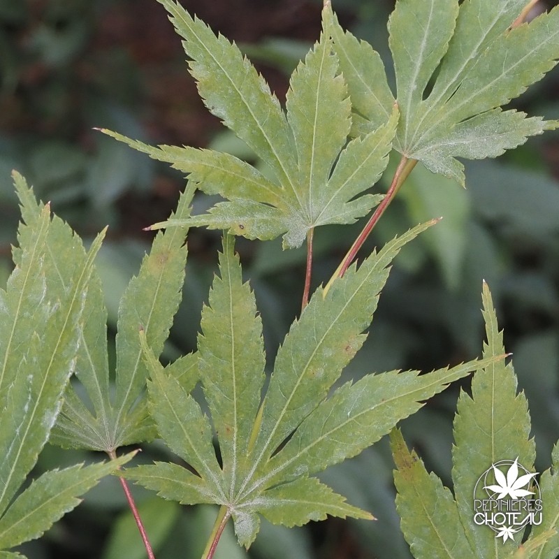 acer-palmatum-matsuo-fin-d-ete