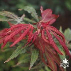 acer-palmatum-mikazuki-nouvelles-pousses-d-ete
