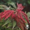 acer-palmatum-mikazuki-nouvelles-pousses-d-ete