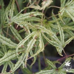 acer-palmatum-mikazuki-ete