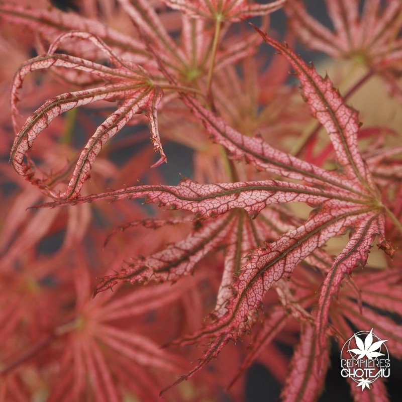 acer-palmatum-mikazuki-printemps