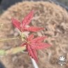 Acer-palmatum-strawberry-delight-nouvelles-pousses-d-ete
