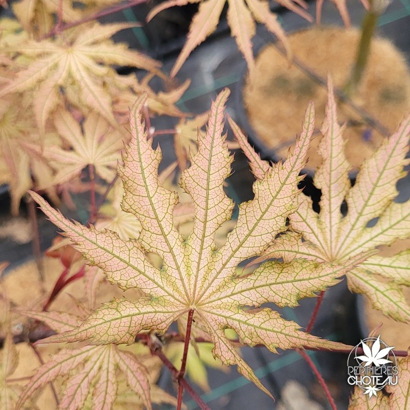 acer-palmatum-strawberry-spring-printemps