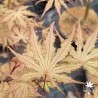acer-palmatum-strawberry-spring-printemps