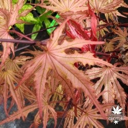 acer-palmatum-strawberry-spring-printemps