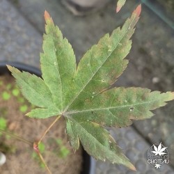 Acer-palmatum-cyugu-ji-debut-d-automne
