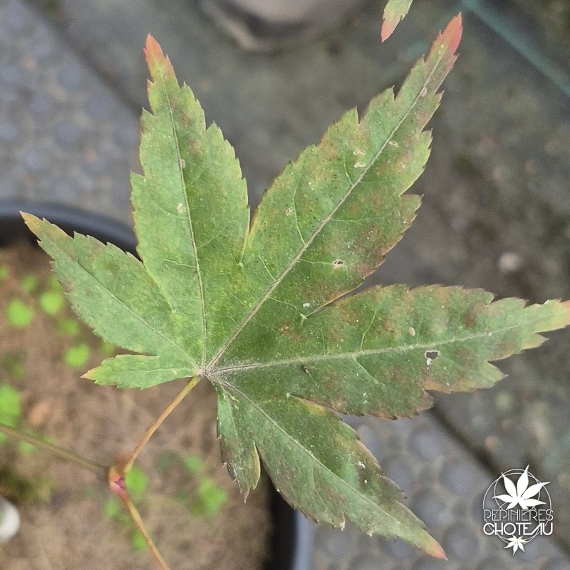 Acer-palmatum-cyugu-ji-debut-d-automne