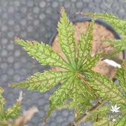 Acer-palmatum-holy-ghost-fin-d-ete