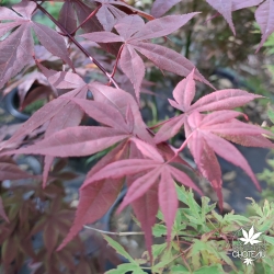 Acer palmatum "Hinata yama"  Sapindaceae