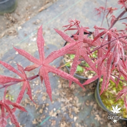 Acer palmatum "Hinata yama"  Sapindaceae