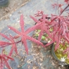 Acer palmatum "Hinata yama"  Sapindaceae