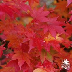 Acer palmatum Hime yatsubusa en automne