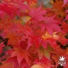 Acer palmatum Hime yatsubusa en automne