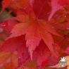 Acer palmatum Hime yatsubusa en automne