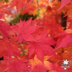 Acer palmatum Hime yatsubusa en automne