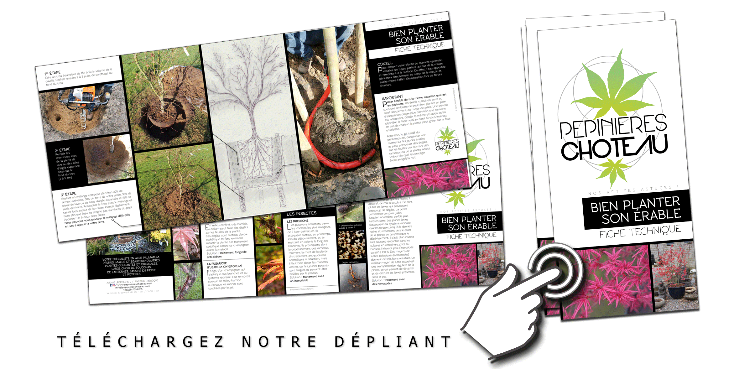 Conseils pour la plantation