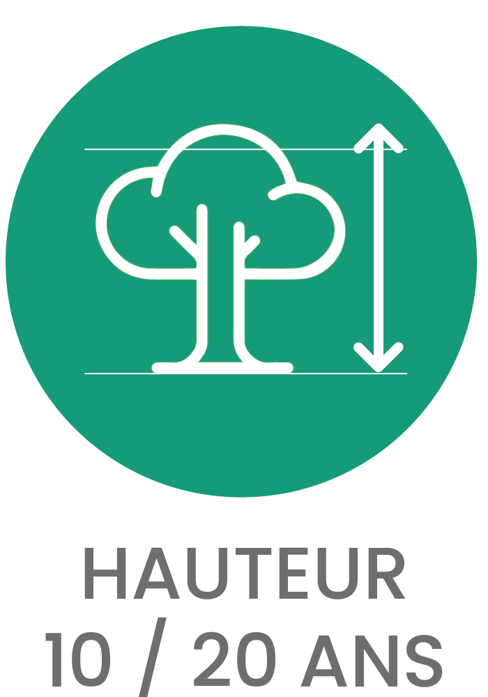 Picto HAUTEUR